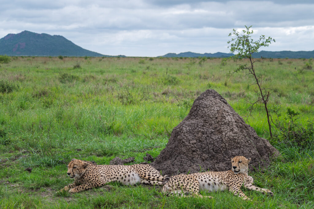 Cheetahs Madikwe Game Reserve