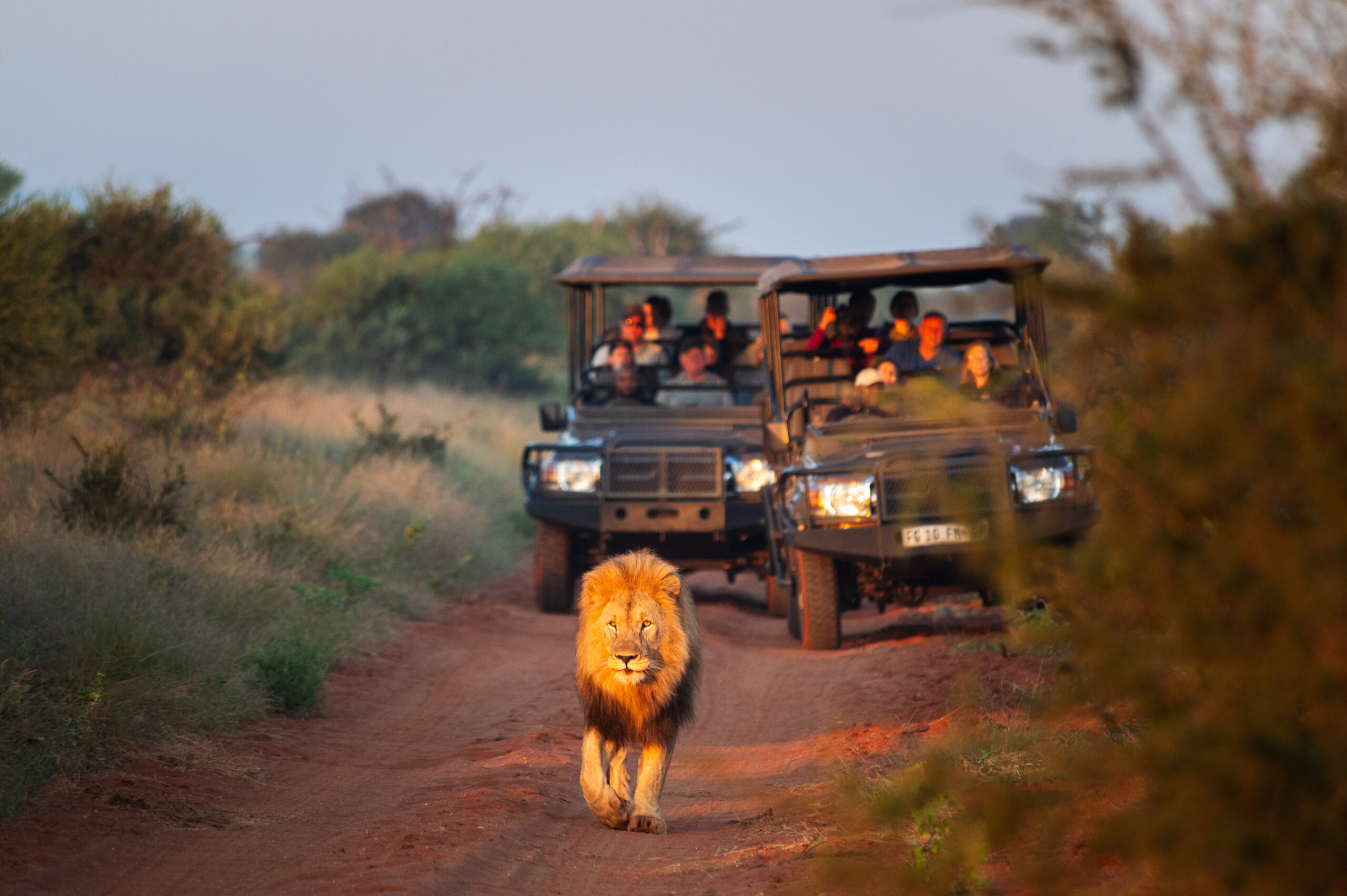 Madikwe Game Reserve